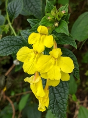 Lindenbergia grandiflora