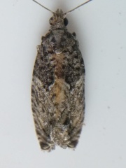 Epinotia nisella