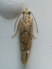 Eucosma ochrocephala