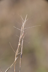 Aristida longespica