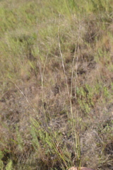 Aristida longespica