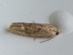 Eucosma ochrocephala