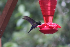 Coeligena helianthea