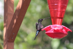 Coeligena helianthea