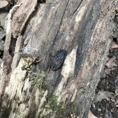 Erichius vittatus vittatus