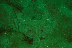 Pleuronichthys ritteri