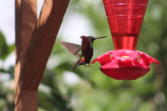 Coeligena bonapartei