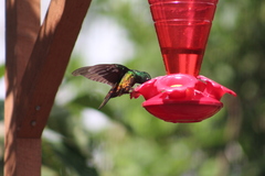 Coeligena bonapartei