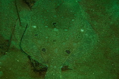 Pleuronichthys ritteri