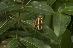 Catonephele mexicana