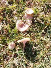 Singerocybe phaeophthalma