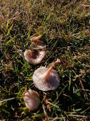 Singerocybe phaeophthalma