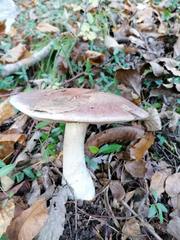 Cortinarius praestans