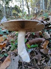 Cortinarius praestans