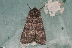 Eurois nigra