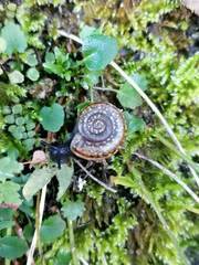 Campylaea illyrica