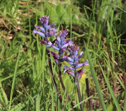 Lachenalia glaucina