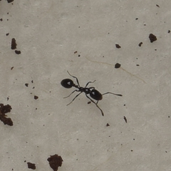 Monomorium ergatogyna