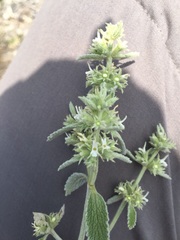 Marrubium