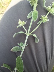 Marrubium
