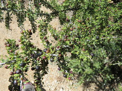 Condalia spathulata