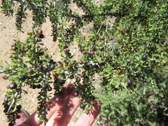 Condalia spathulata
