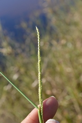 Setaria geminata