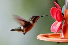Calliphlox amethystina