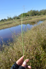 Setaria geminata