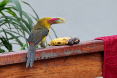 Pteroglossus bailloni