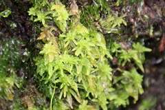 Subsecunda