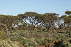 Acacia papyrocarpa