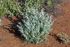 Dissocarpus paradoxus