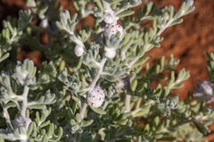 Dissocarpus paradoxus