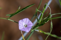 Convolvulus remotus