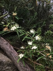 Phebalium squamulosum