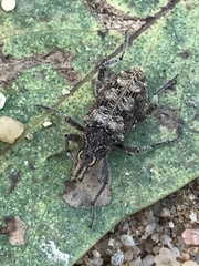 Coniocleonus riffensis