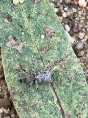 Coniocleonus riffensis