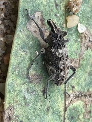 Coniocleonus riffensis