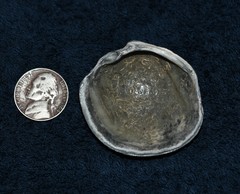 Phacoides pectinatus
