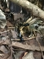 Silphidae