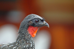 Dusky-Legged Guan photo 3
