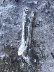 Lepisosteus osseus