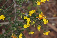 Aspalathus divaricata