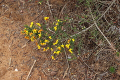 Aspalathus divaricata