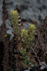 Castilleja mollis