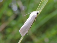 Scirpophaga nivella