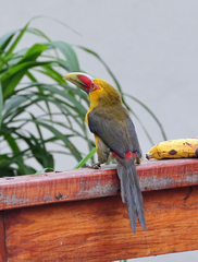 Pteroglossus bailloni