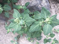 Chenopodium vulvaria