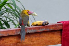 Pteroglossus bailloni